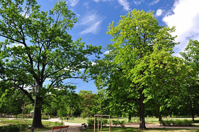 A city full of greenery